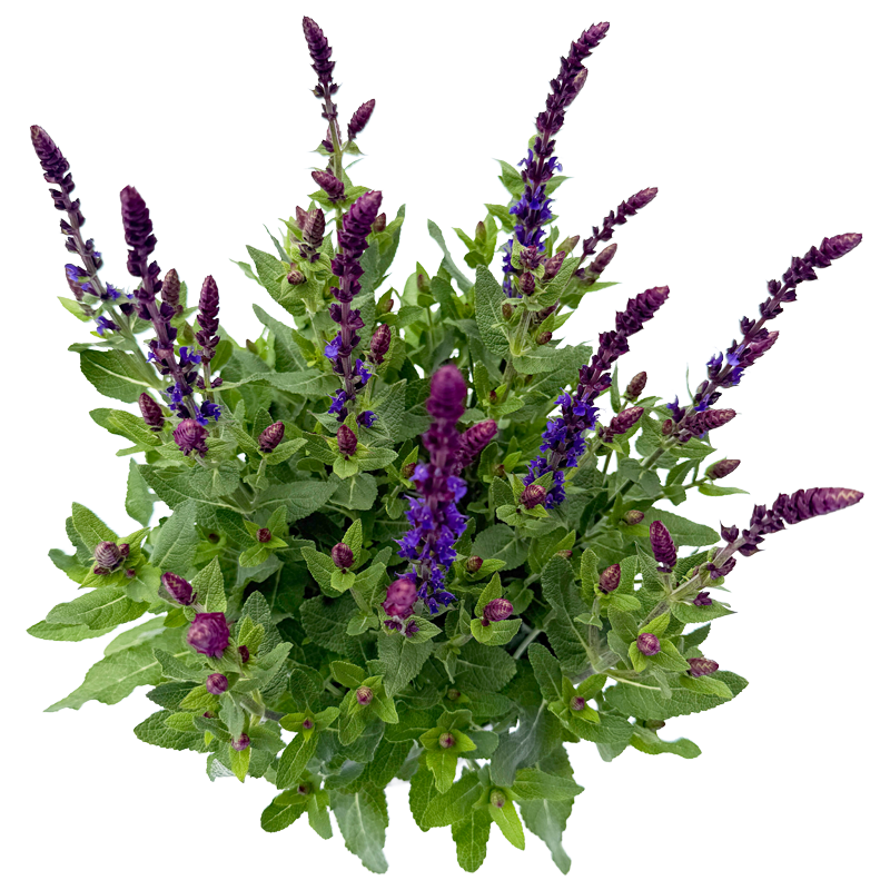 Steppensalbei